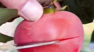 Fresh fruit 2