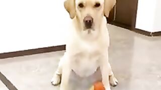 My dog  is  very good