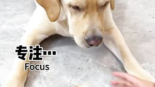My dog is very god