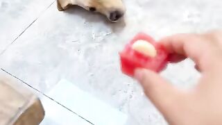 My dog is very good