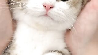 Cute cat.....