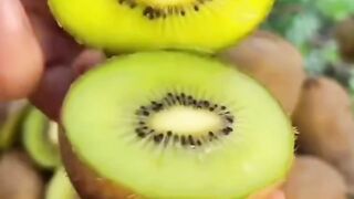Fruit garden 2