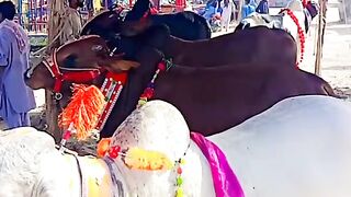 Eid ul Adha 2024