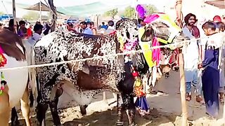 Ye kisa animal hy, eid ul adha