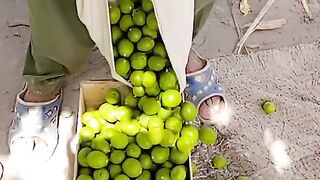 Wao liya mast lemon hn