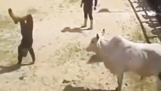 Bull fight 2