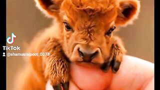 viral my video