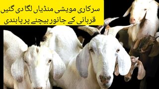 ضلع گجرات میں سرکاری مویشی منڈیاں لگا دی گئیں گھوم پھر کے بندی