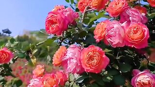 Beautiful Flowers 5
