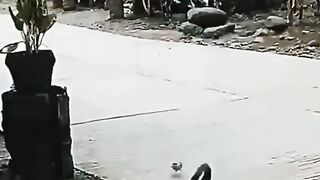 funny video very nice interested video