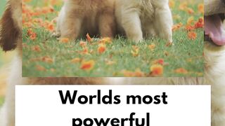Top 10 most powerful dog breeds in the world