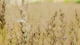 گندم