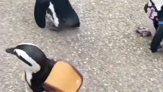 Hidden Secrets Behind the Amazing Lives of Penguins! #factsanimal #animals #penguin  #birds