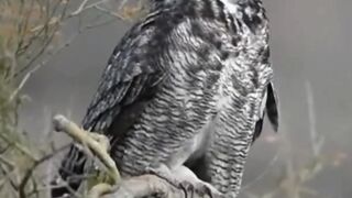 Owls Amazing Facts and Untold Mysteries! #factsanimal #animals #owls