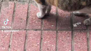 cats4578