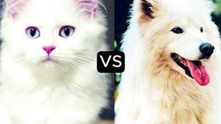 cat vs dog????