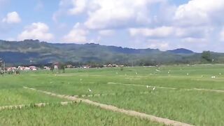 Butung kuntul di sawah pedesaan
