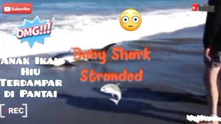 Menemukan Satu ekor Anak ikan Hiu yang terdampar terseret Ombak