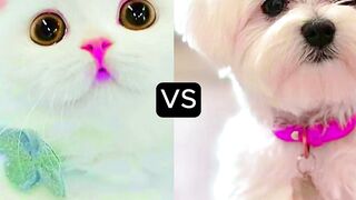 cats babies vs dogs babies