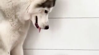 Dog and cat funny video _ Dog and cat friends _ Dog and cat videos  #petsio #cats #dogs ????????