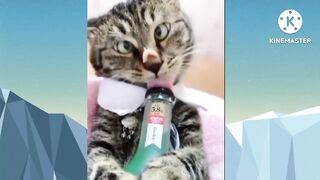 @2023 Video ❤️  cute dog and cat funny videos ????complication# 10 AJ dj animals channel.????