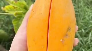 Papaya fruit