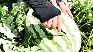 Buah semangka jumbo