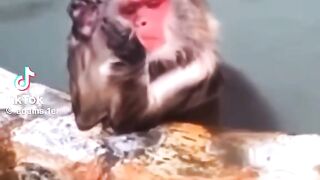 Attitude d'une fille qui boude repris par un singe ????