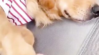 Funnydogs 38