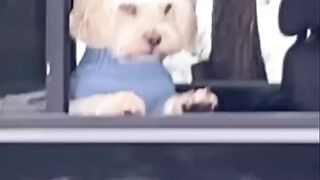 Funnydogs 39