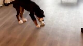 Funnydogs 40