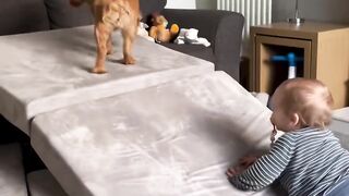 Funnydogs 41