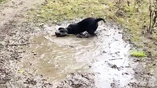 Funnydogs 42
