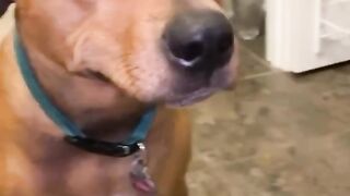 Funnydogs 43
