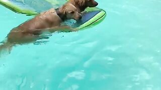 Funnydogs 44