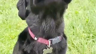 Funnydogs 45