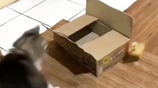 Kucing takut anak bebek