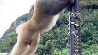 Junbo is so strong.  Haha the monkey become a spirit.  Please subscribe support me.
