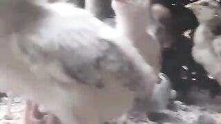 Shikwa Kam ll shikari ziyada