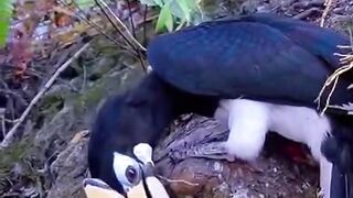 Bird feed her kid