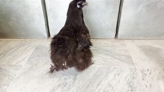The feathery hen