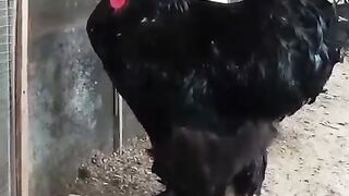 Chicks five hundred
