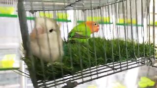 Green grass green parrot
