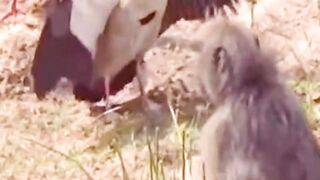 Birds attack monkey