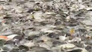 Lot of fish