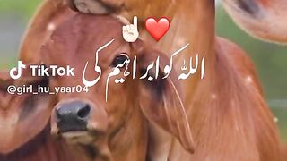 Animal cow