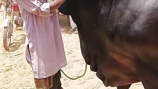 Bull price 10 million