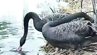 Duck male or female ????#febspot #funny
