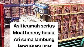 ayam broiler || kata kata lucu 291