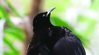 Black bird lovers ????#febspot #funny